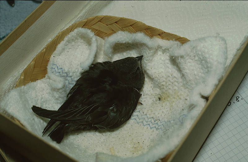 Aufgeplusterter Jungvogel, abgemagert und fast verhungert. © C. Haupt Aufgeplusterter Jungvogel