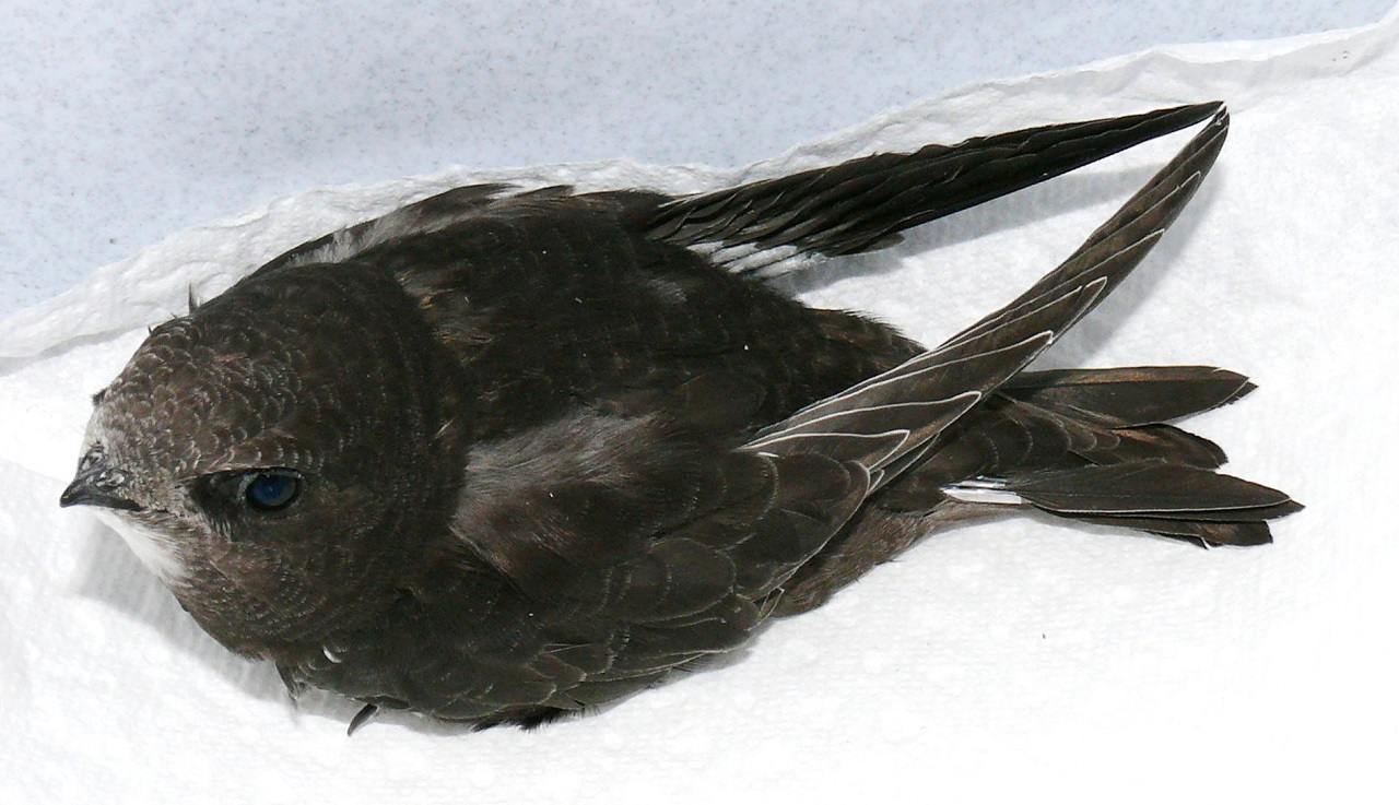 Sechsundzwanzig Tage alter junger Mauersegler