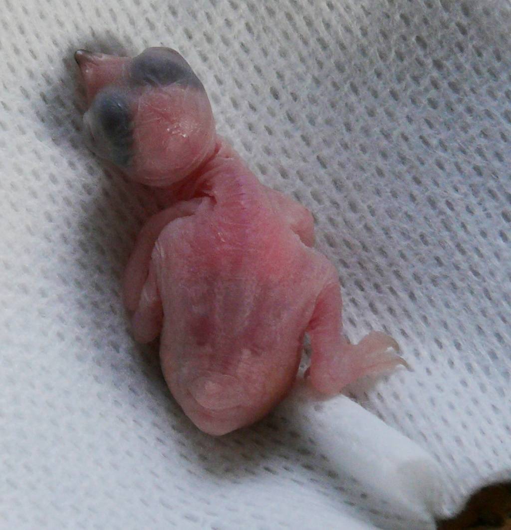 Ein Tag alter, nackter und blinder Mauersegler-Nestling