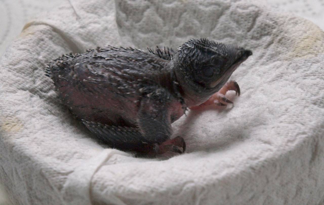 Zehn Tage alter Mauersegler-Nestling mit ge&ouml;ffneten Augen