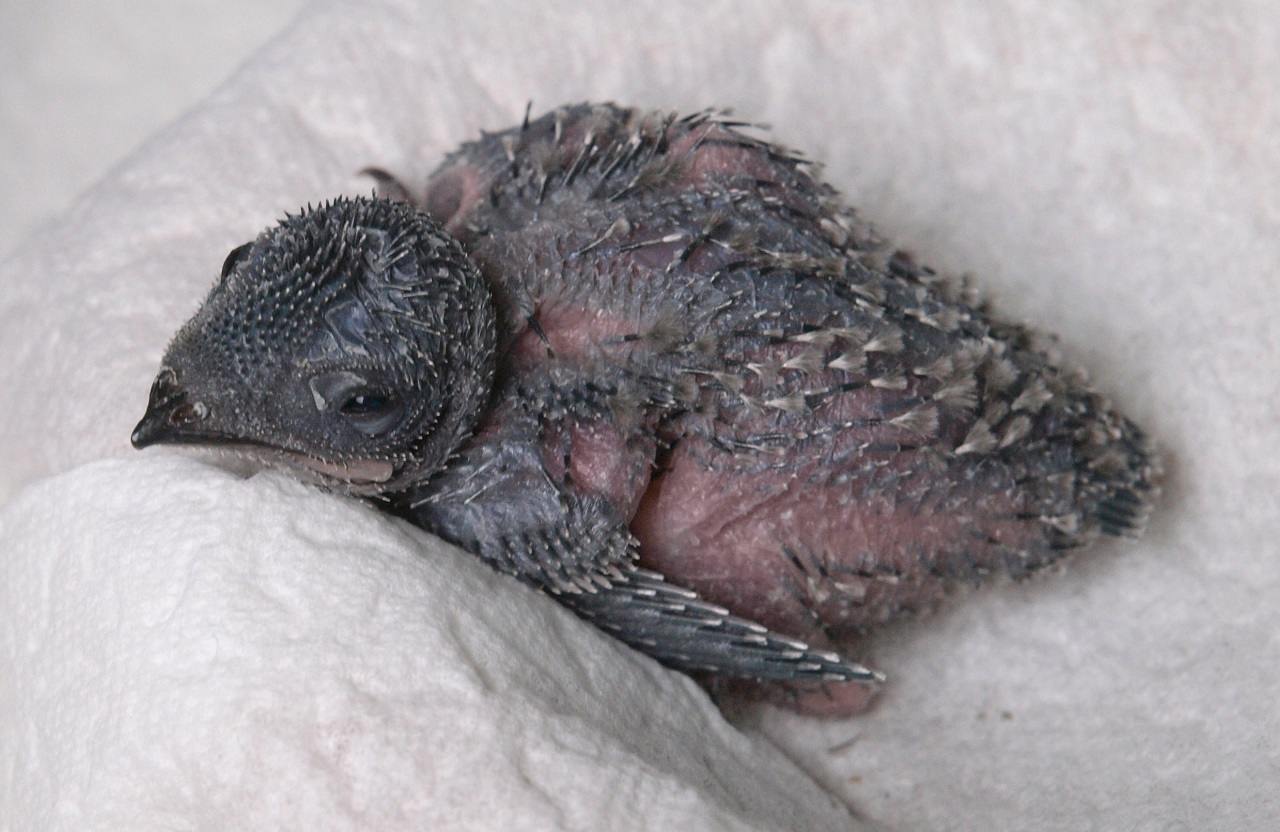 Elf Tage alter Mauersegler-Nestling