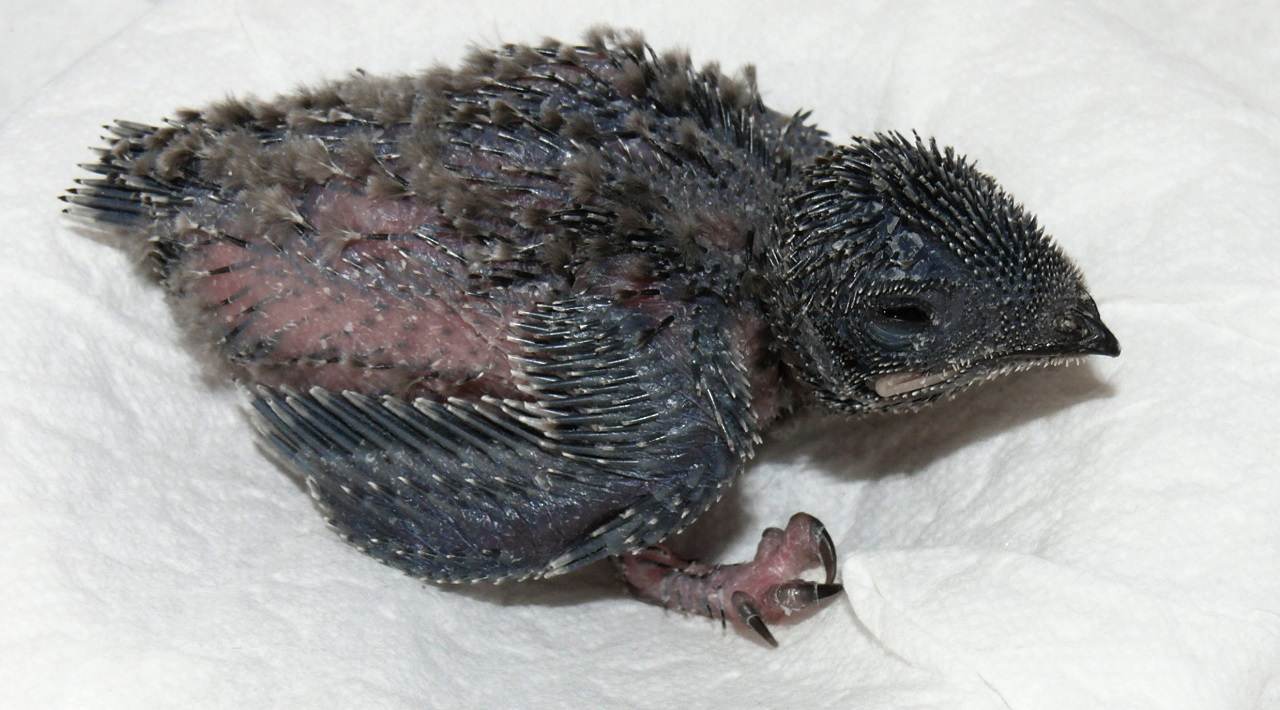 Zw&ouml;lf Tage alter Mauersegler-Nestling