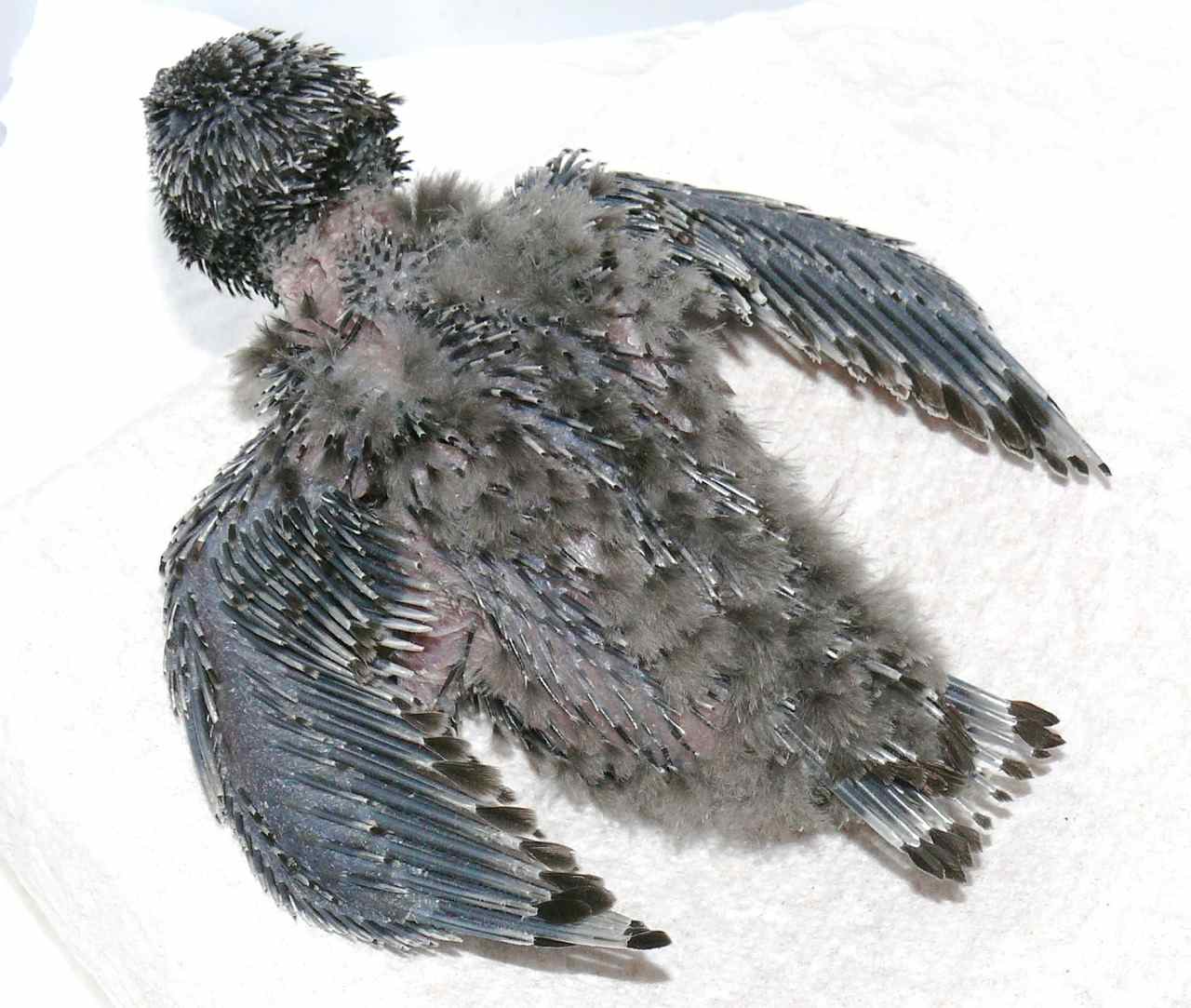 F&uuml;nfzehn Tage alter Mauersegler-Nestling