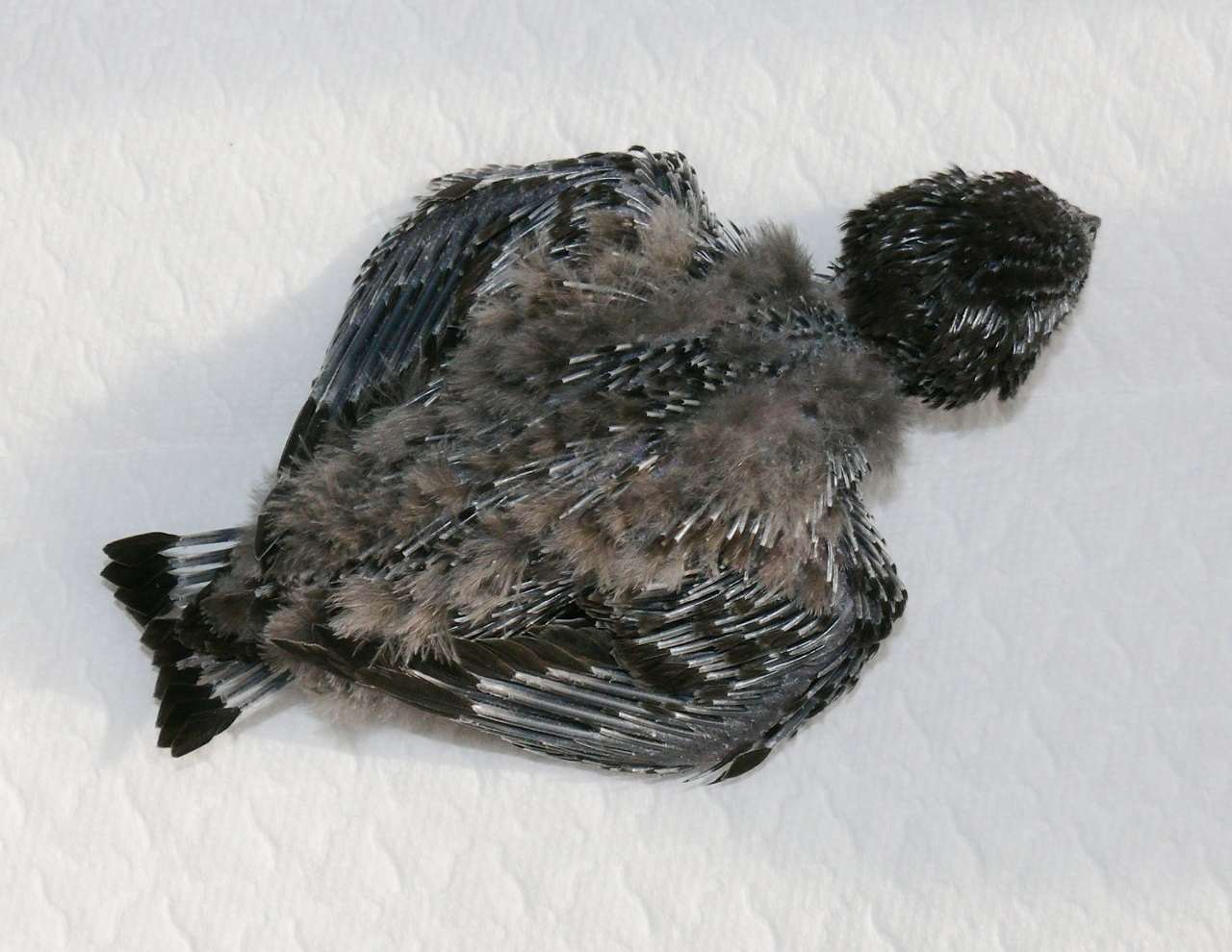 Siebzehn Tage alter Mauersegler-Nestling