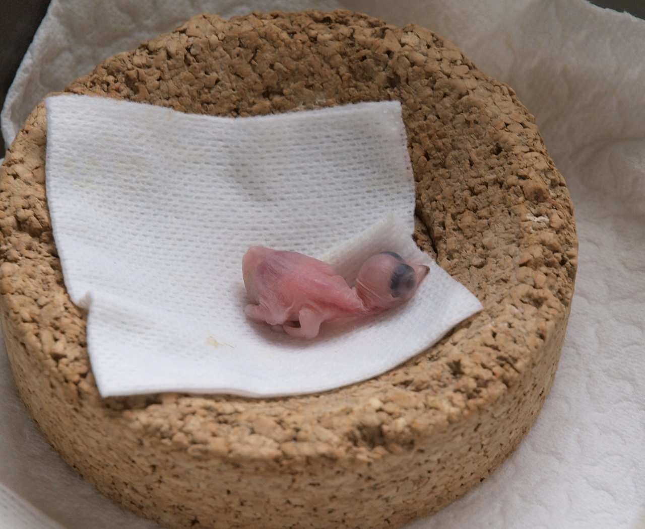 Zwei Tage alter Mauersegler-Nestling