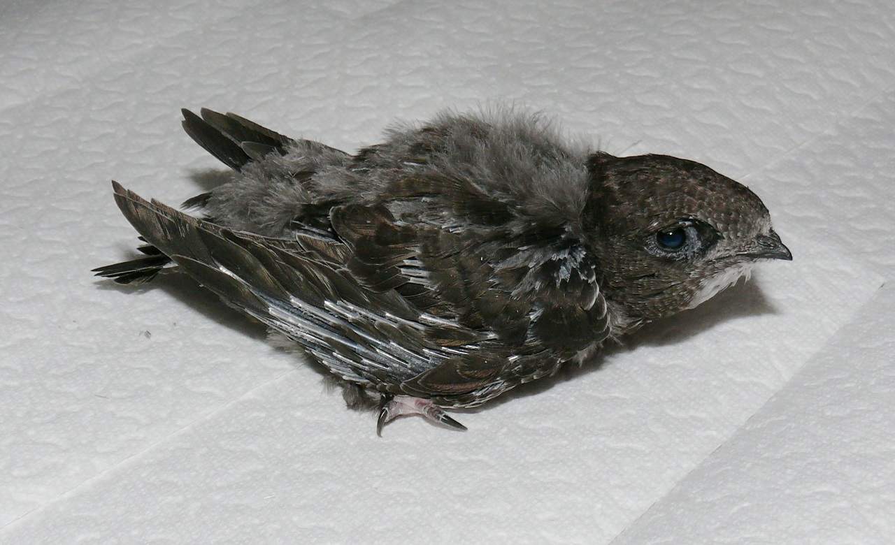 Zwanzig Tage alter Mauersegler-Nestling