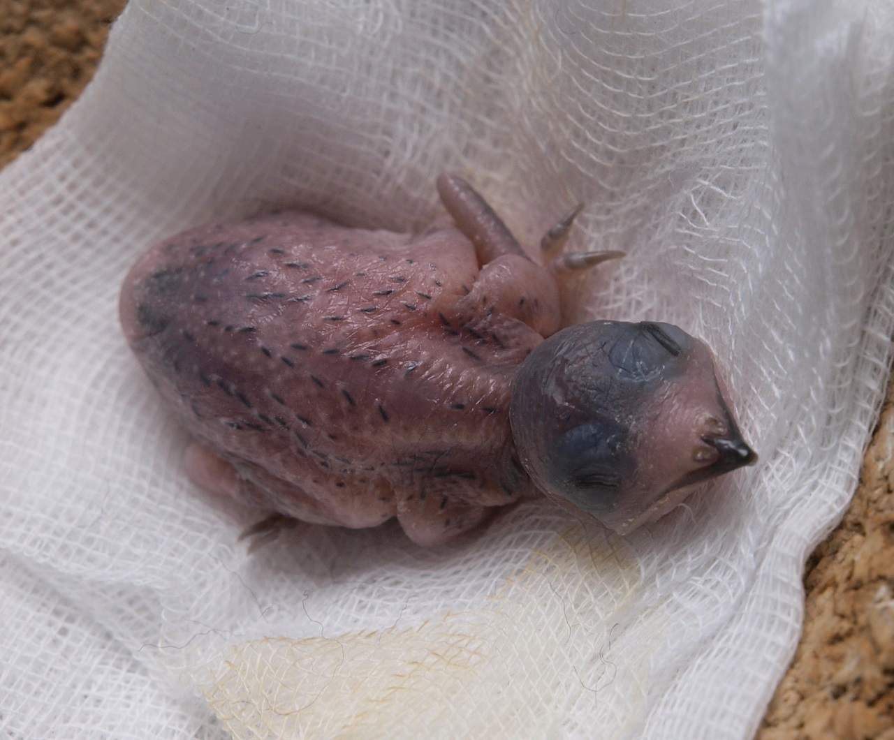 Sechs Tage alter Mauersegler-Nestling